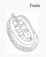 Jackfruit Getdrawings sketch template