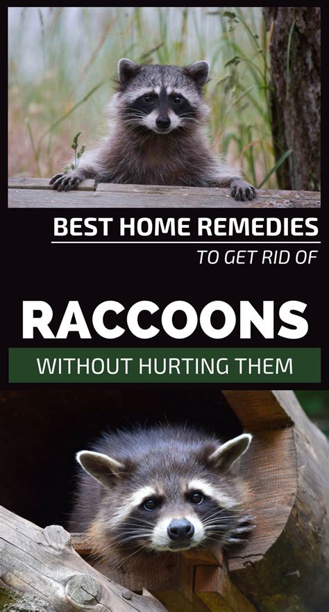 home remedies   rid  raccoons  hurting  gardaholicnet