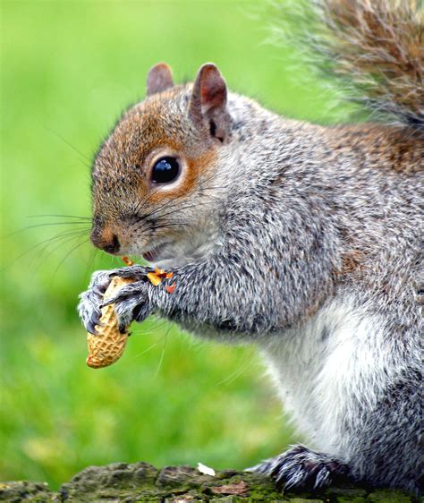 squirrel  stock photo  eastern gray squirrel eating  peanut