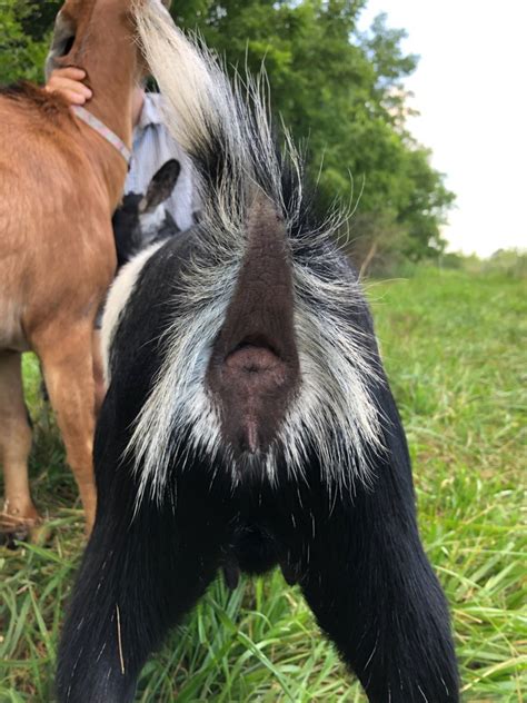 Pregnant Pooch Test And Behavior Clues The Goat Spot Forum