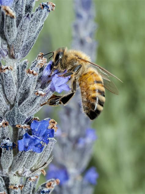 australian native bees  permaculture research institute