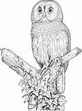 Owl Coloring Pages Barred Printable Drawing Owls Perched Colouring Realistic Sheets Color Barn Animals Animal Kids Adult Google Flying Print sketch template