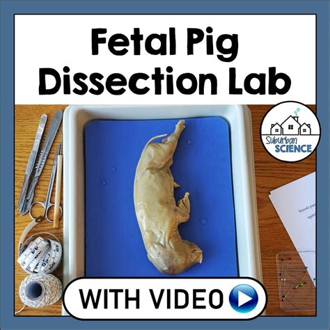 fetal pig dissection lab suburban science