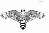 Falcon Coloring Pages Peregrine Color Printable Wings Drawings Print Template Bird Spread Sketch Kids Powered Results sketch template