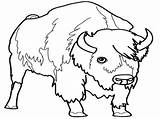 Bison Coloring Male sketch template