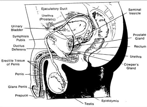 Reproductive Anatomy And Physiology The Male Reproductive