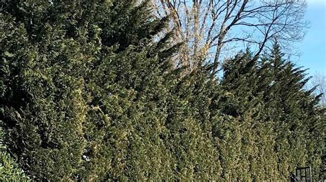 leyland cypress  green giant arborvitae     fast growing privacy newsday