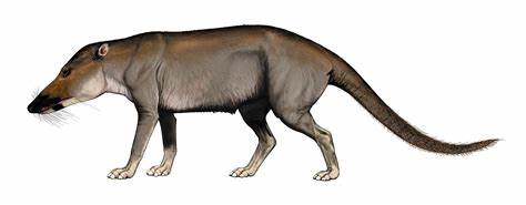 The Early Eocence Ambulocetus is the next known phase. It was larger 