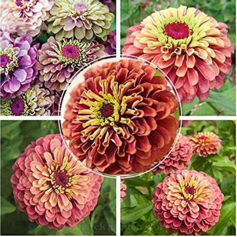 adb  dd   bicolor  pack zinnia imported queen red lime