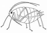 Aphid Insect Drawing Wingless Line Drawings Insects Biology Resources Aphids Life Biological Cycles Fly Teaching Legs Back Getdrawings Crabby Anatomy sketch template