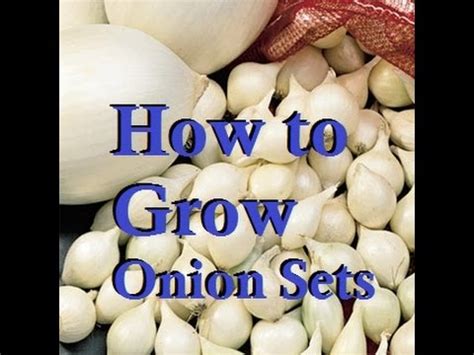 easily grow   onion sets  home youtube