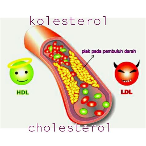 mengenal lebih jauh kolesterol arti kolesterol  macam macam kolesterol belajar sehat