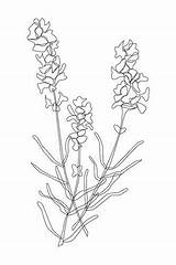 Coloring Lavendel Flowers Billedresultat öffnen sketch template