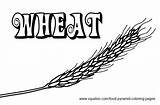 Grain Coloring Pages Wheat Pyramid Food 345px 58kb Stalk sketch template