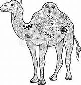 Camel Needle Doodling Doodle Illustration Drawing Template Visit sketch template