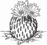 Cactus Coloring Pages Pelecyphora Drawing Flower Printable Illustration Supercoloring Dibujo Dessin Flowers Desert Colorier Imagixs Colouring Outline Draw Gif Drawings sketch template