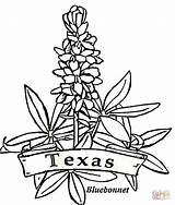 Texas Coloring Pages Printable Flowers Bluebonnets Bluebonnet Drawing Designlooter Getdrawings Tablets Compatible Ipad Android Version Color Click sketch template