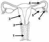 Reproductive Female System Drawing sketch template