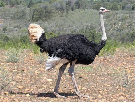 ostrich center cswd