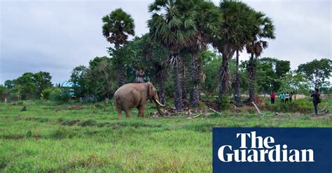 Can Sri Lanka S Elephants And Humans Learn To Live