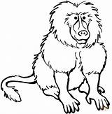 Baboon Coloring Pages Printable Clipart Coloriage Babouin Baboons Animals Color Print Drawing Animal Imprimer Kids Clipartpanda Drawings Cliparts Safari Coloringbay sketch template