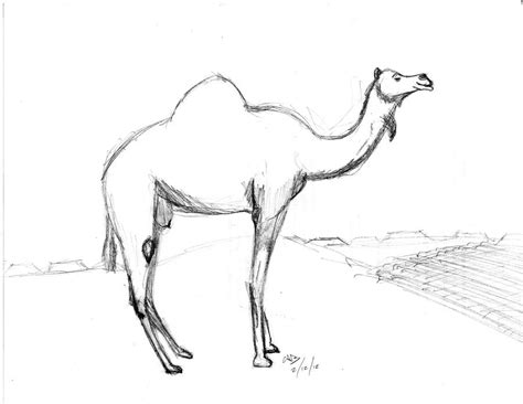 camel sketch  wooliewardon  deviantart