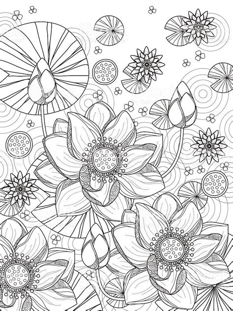 attractive lotus coloring page  exquisite  coloring pages