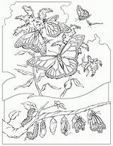 Coloring Monarch Papillons Coloriages Farfalla Farfalle Papillon Imprime Danieguto Gifgratis sketch template