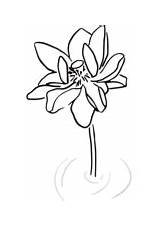Lotus Coloring Pages Pond Japanese Flower Drawing Getdrawings sketch template
