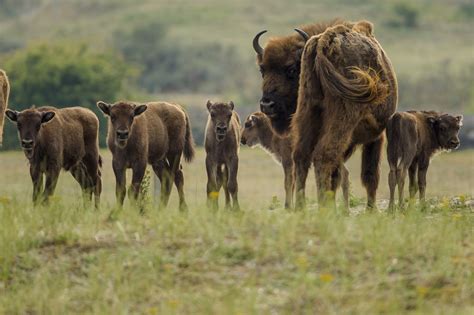 newborn european bison   european rewilding network areas