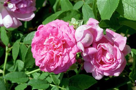 damask rose rosa x damascena ispahan photograph by brian gadsby