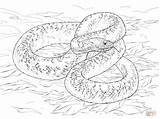 Snake Bull Coloring Pages Drawing Coiled Rattlesnake Template Getdrawings sketch template