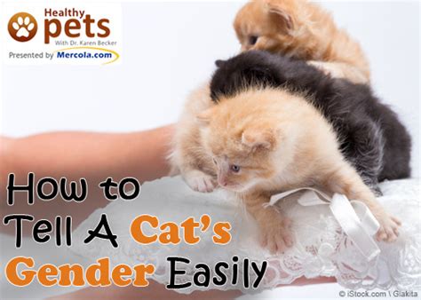 Dr Mercola S Natural Health Tips — How To Tell A Cat’s Gender Easily