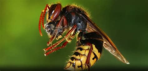 pest advice  controlling hornets