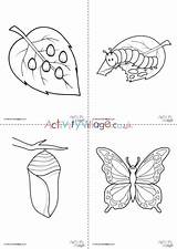 Butterfly Cycle Life Colouring Pages Set Activity Kids Become Animals Village Explore sketch template