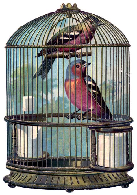 vintage graphic fabulous bird cage  birds  graphics fairy