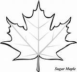 Maple Leaf Sugar Coloring Color Kids sketch template