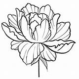 Peony Drawing Line Clipartmag sketch template