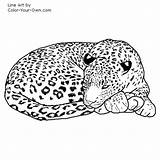 Coloring Leopard Color Pages Printable Sleepyhead sketch template