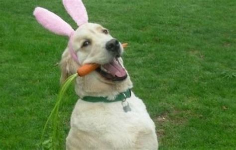 funny easter pics    laugh gallery ebaums world