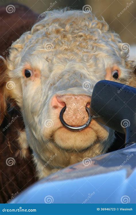 bull  nose ring stock image image  cattle eyes