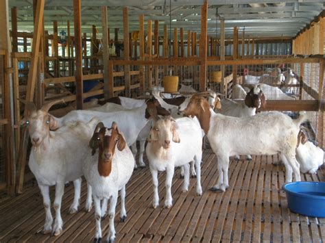pakan fermentasi ternak kambing  budidaya