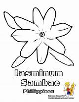 Flower Coloring Pages Sambac Jasminum Colouring Sampaguita Sheets Drawing Jasmine Clipart Library Sri Lanka Printable Sheet Asia Flag Choose Board sketch template