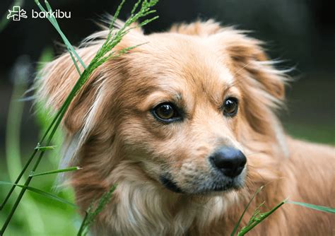 Por Qué Los Perros Mestizos Son La Mejor Raza Barkibu Es