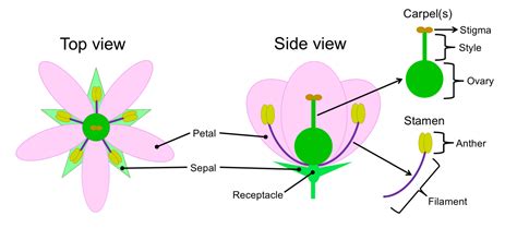 hibiscus flower diagram and label best flower wallpaper