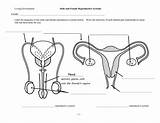 Reproductive Organs Labeled Key Sperm Penis Diagrams Oviduct Studylib sketch template