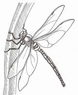 Dragonfly Sketching sketch template