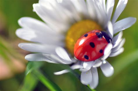 ladybug ladybugs photo  fanpop