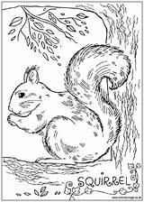 Coloring Squirrel Pages Colouring Animal Print Adults Color Animals Activityvillage Printable Camping Squirrels Adult Realistic Gray Sheets Wildlife Activity Patterns sketch template