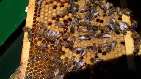 bijen  de bijenkorf deel  youtube